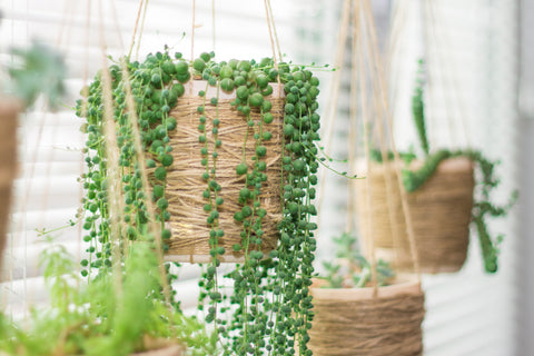 String of Pearls Plant