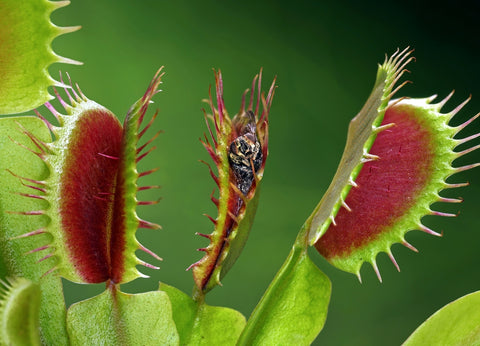 Venus Flytrap Plant