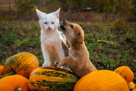 Cat and Dog Standing on Red Pumpkins