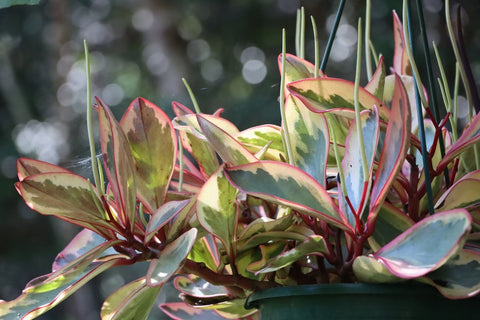 Peperomia Plants