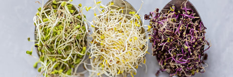 baled alfalfa sprouts