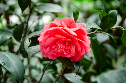 Bonnie Marie Camellia