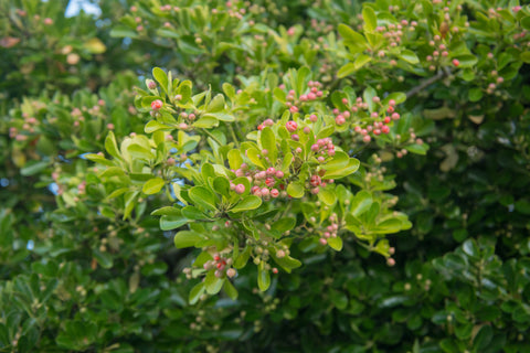 Fruits and Flowers of Japanese Spindle Tree