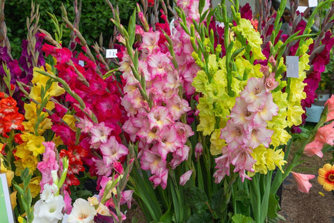 Gladiolus Flowers as Edible Flowers