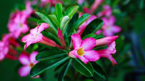 Adenium obesum (Desert Rose) - World of Succulents