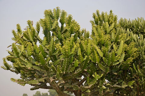 Plants That Can Be Used as Hedges -- Euphorbia Antiquorum