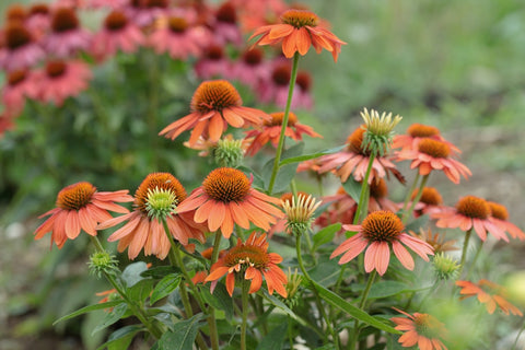 mature coneflower plants