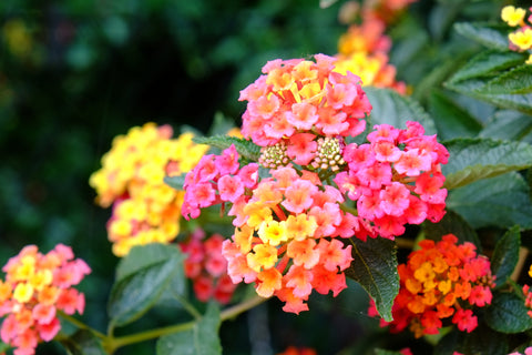 Red, Yellow and Orange Latana Flowers