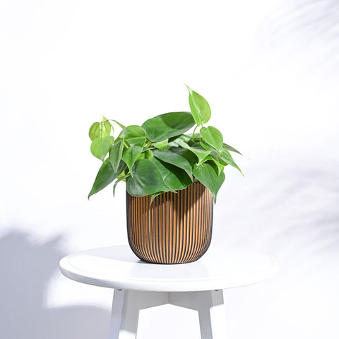 Ugaoo's Zuri Collection Pot