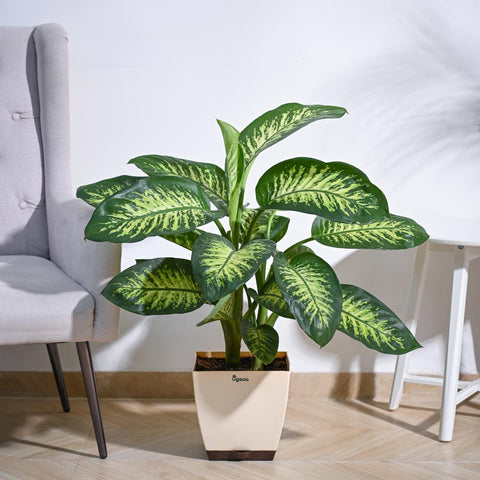 Dieffenbachia Tropic Snow Plant