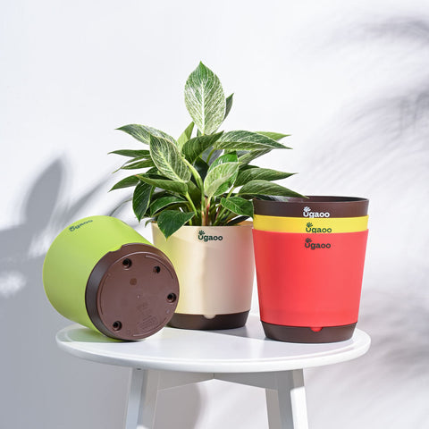 Krish Self Watering Plant