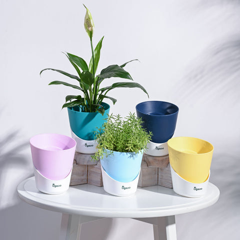 Varied Colors of Krish Planters