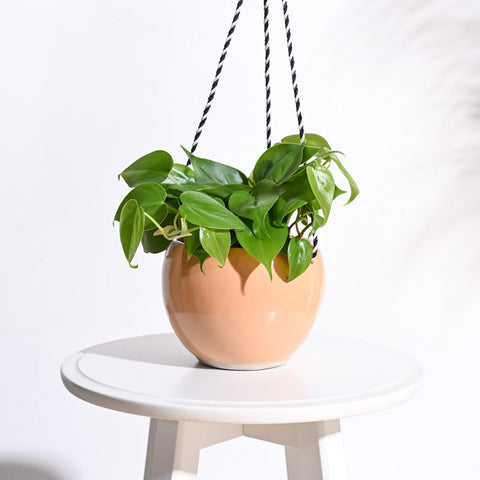 Ceramic Hanging Pot