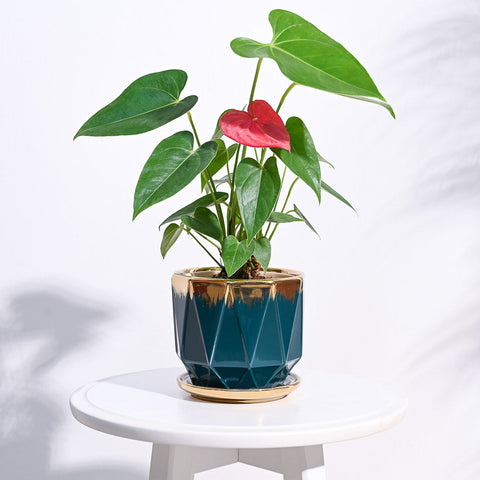 Ugaoo Aurelius Prism Pot