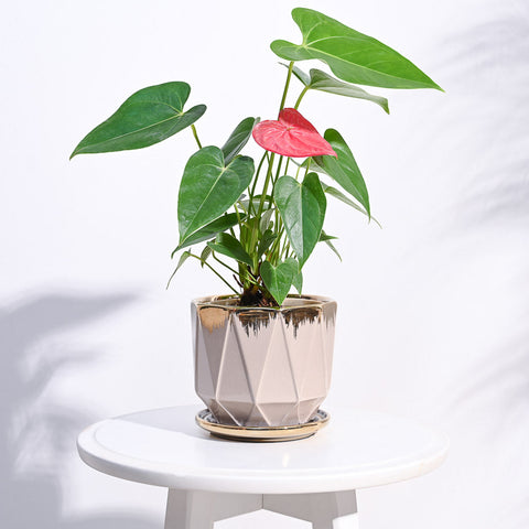 Ceramic Pot with Anthurium Plant