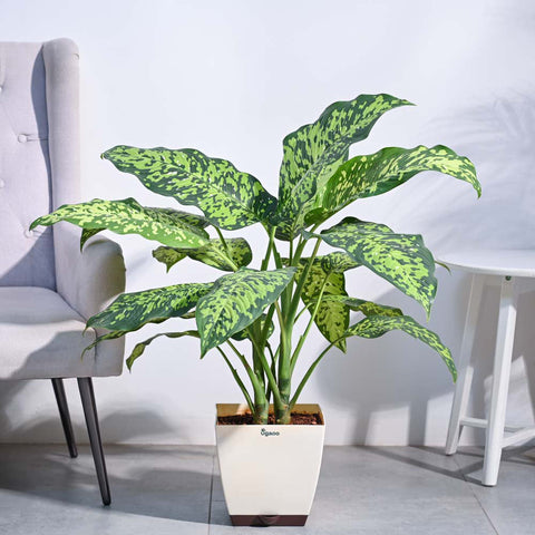 Ugaoo Dieffenbachia Cheetah Plant