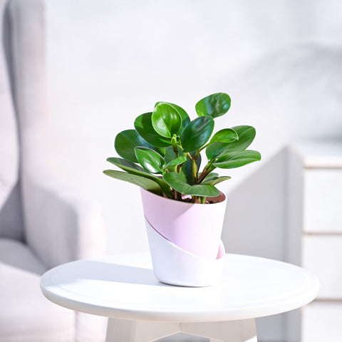 Ugaoo Peperomia Green