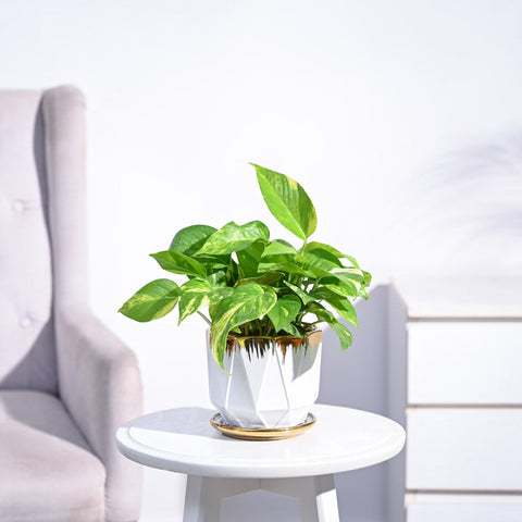 Variegated Pothos