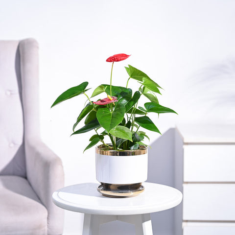 Anthurium Plant