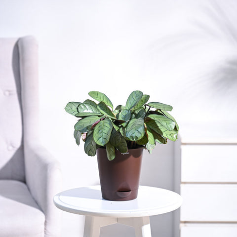 Calathea Prayer Plant