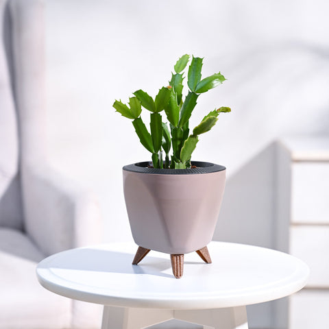 Top 7 Indoor Plants to Give as Housewarming Gifts