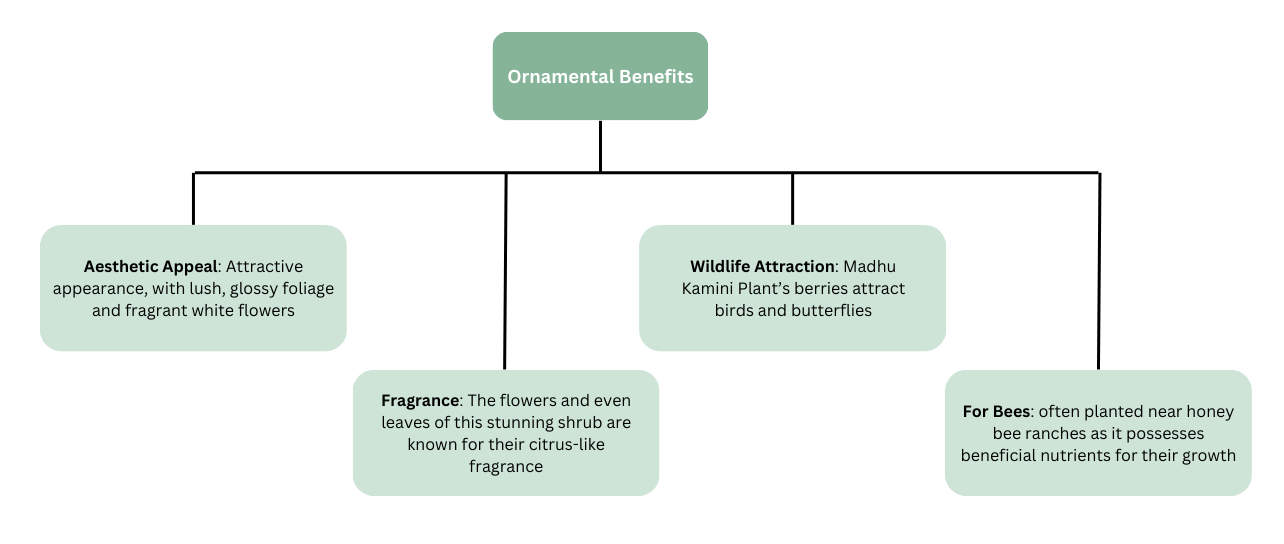 flow chart of ornamental benefits of madhu kamini