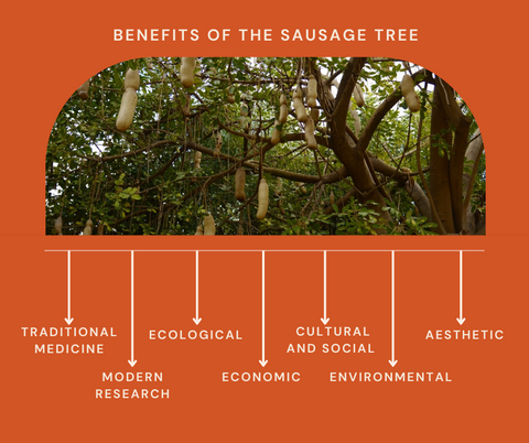 Sausage Tree Benefits
