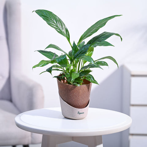 Peace Lily