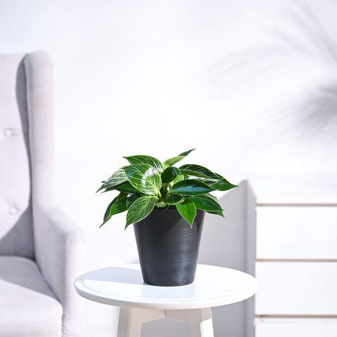 Philodendron Birkin