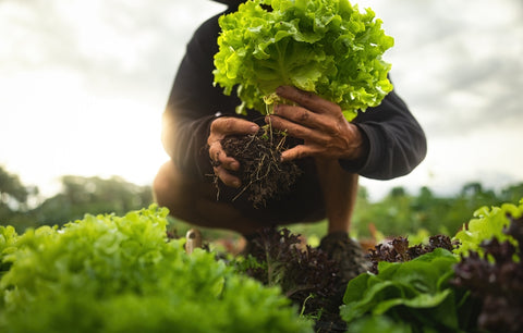 Harvesting Vegetables