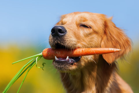 Golden Retriever Holding A Carrot