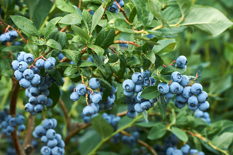 Growing Blueberries on Trees