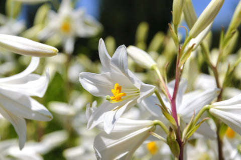 Madonna Lily