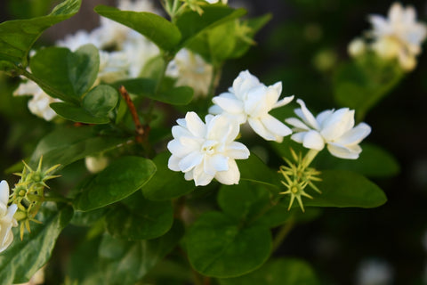 White Jasmine Flowering Vines