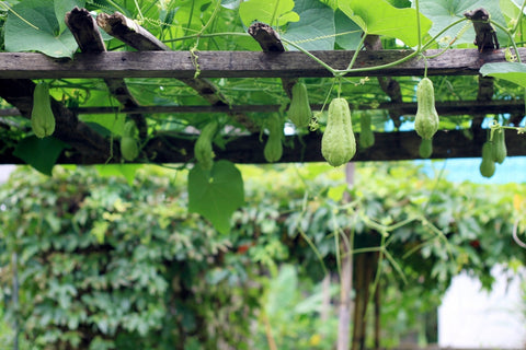 Vertical, Overhead Climbing Plants