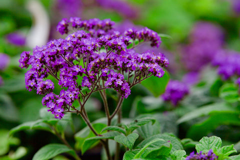 Cluster of Purple Heliotrope Flowers