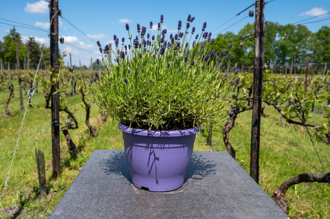 Growing English Lavender
