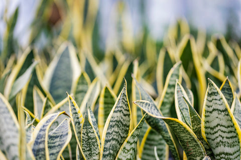 Mother in Law Tongue Plant