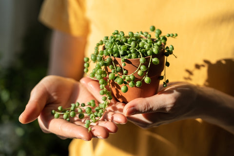 Woman holding a potted string of pearls plant in her hand