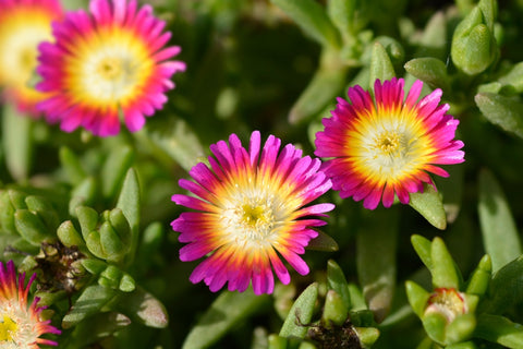 Ice Plants (Delosperma cooperi)