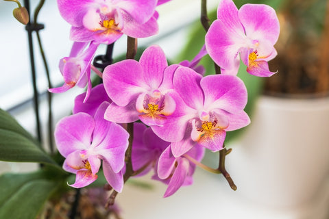 Orchid Flowers