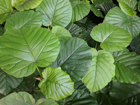 Ficus umbellata