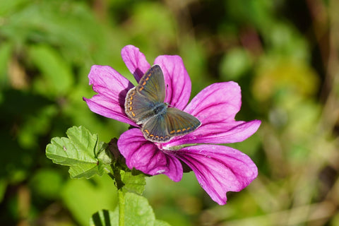 Butterfly Sitting on a Mallow Flower