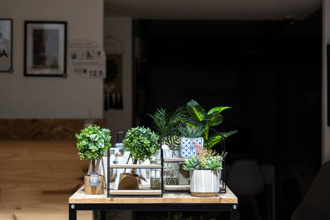 Plants Potted in Ceramic Planters and Pots