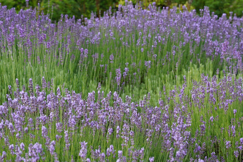 English lavender plant