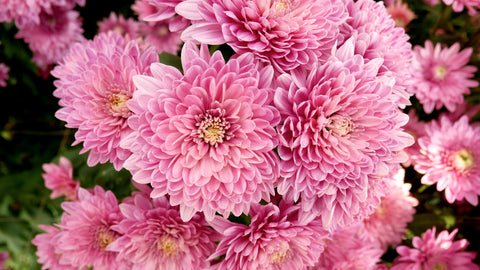 Chrysanthemum Edible Flowers