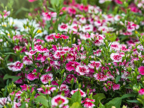 Dianthus Chinensis Close Up In a Garden