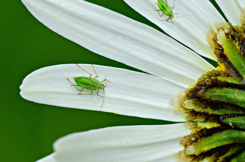 Aphids on a Flower