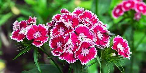 Dianthus Barbatus