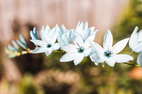 Blue Ixia Flowers